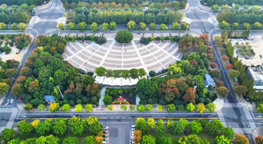 安徽潁上：欒花綻放秋色美